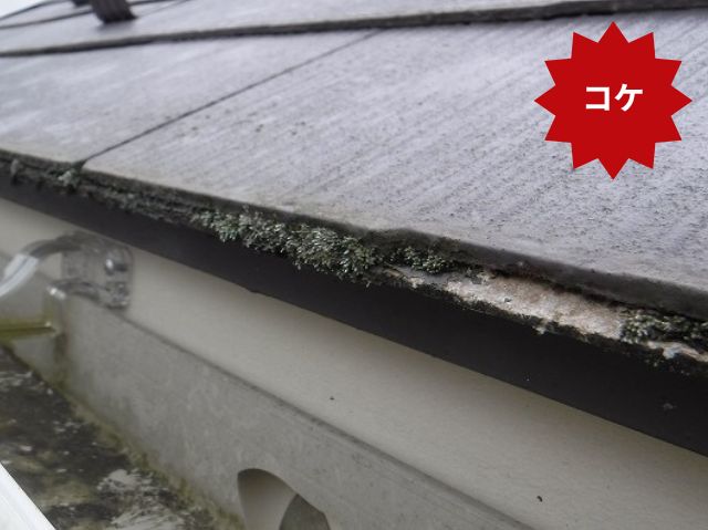 スレート　コケ